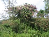 IMG_5043
