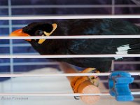 Puhuva lintu meidän hotellilla